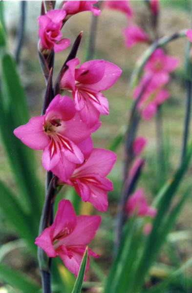 Gladiolus x byzantinus